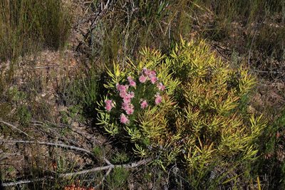 Serruria rosea, photographed by Tony Rebelo