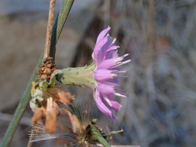 Stephanomeria cichoriacea, photographed by George Williams