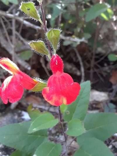 Salvia blepharophylla, photographed by Alejandro Gómez Maya