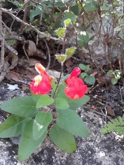Salvia blepharophylla, photographed by Alejandro Gómez Maya