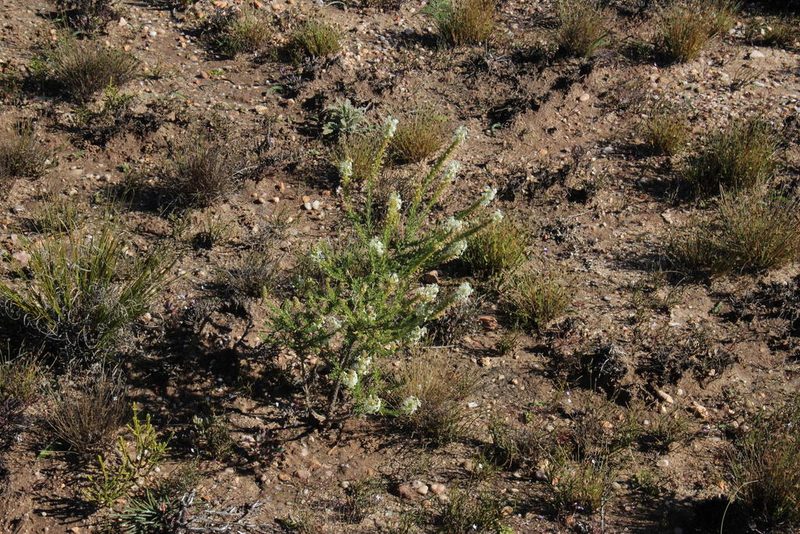 Microdon polygaloides, photographed by Tony Rebelo