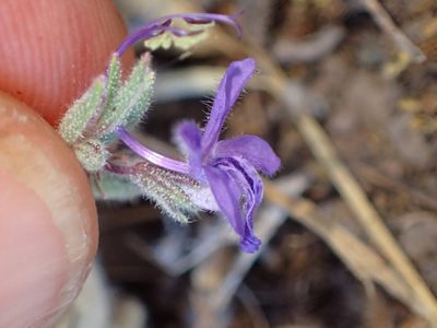 Trichostema lanceolatum, photographed by George Williams