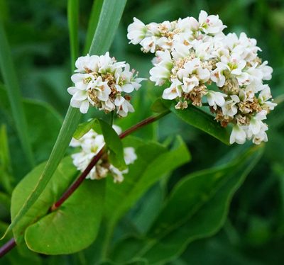 Fagopyrum esculentum, photographed by Patrick Hacker