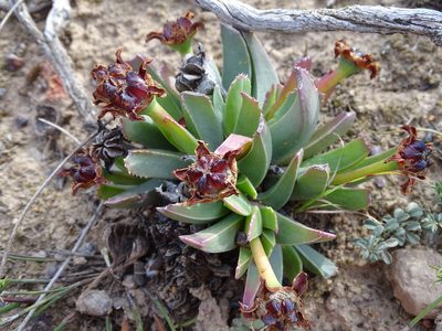 Acrodon bellidiflorus, photographed by Shaun Swanepoel