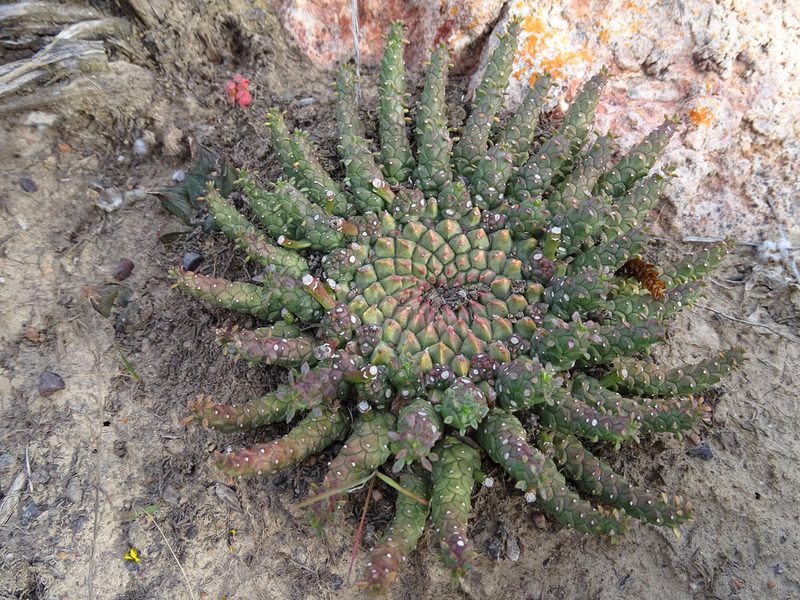 Euphorbia procumbens, photographed by Shaun Swanepoel