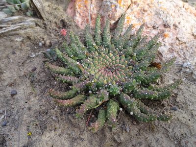 Euphorbia procumbens, photographed by Shaun Swanepoel