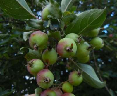 Malus sylvestris, photographed by Jon Mortin