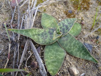 Ledebouria revoluta, photographed by Shaun Swanepoel