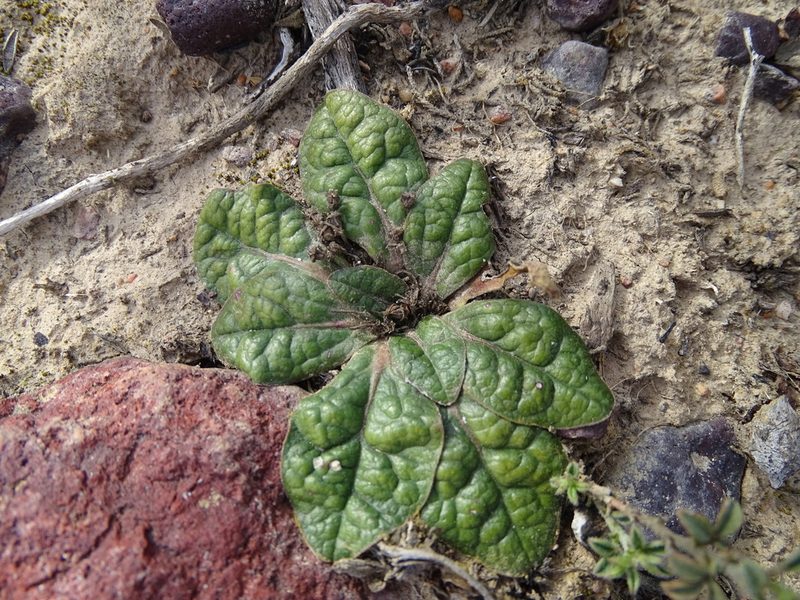 Euphorbia ecklonii, photographed by Shaun Swanepoel