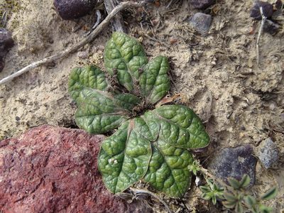 Euphorbia ecklonii, photographed by Shaun Swanepoel