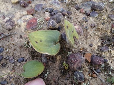 Eriospermum pubescens, photographed by Shaun Swanepoel