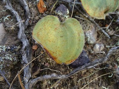 Eriospermum pubescens, photographed by Shaun Swanepoel
