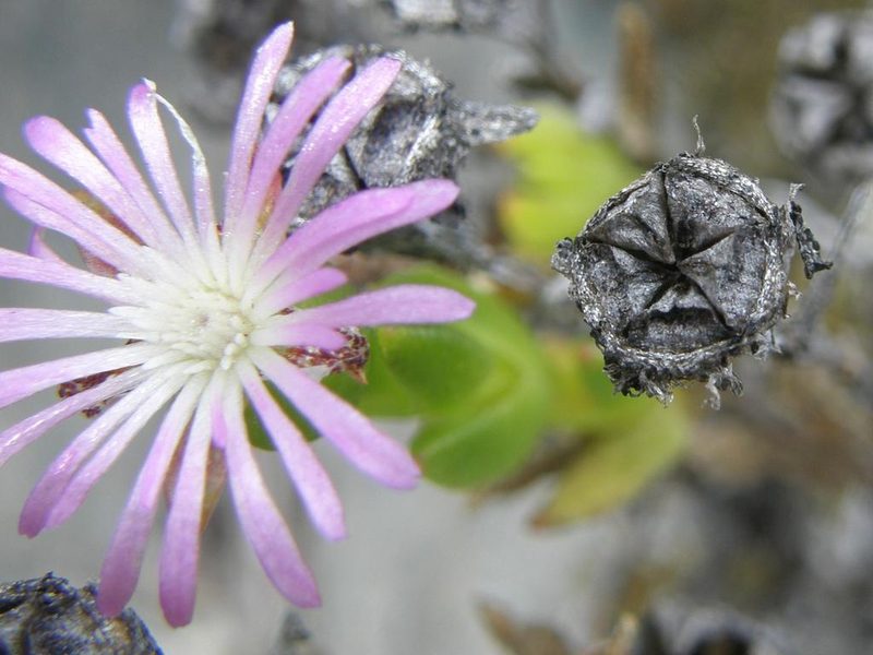 Erepsia oxysepala, photographed by Klaus Wehrlin