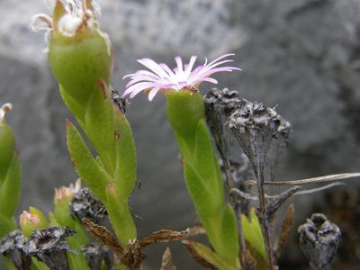 Erepsia oxysepala, photographed by Klaus Wehrlin
