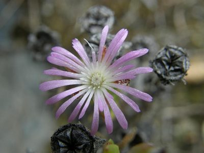 Erepsia oxysepala, photographed by Klaus Wehrlin