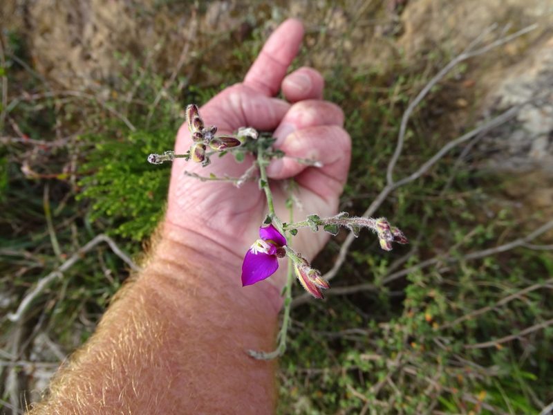 Polygala pubiflora, photographed by Shaun Swanepoel