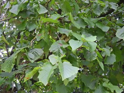 Corylus colurna, photographed by Susan Marley