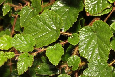 Rubus tricolor, photographed by Stephen James McWilliam