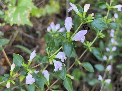 Clinopodium carolinianum