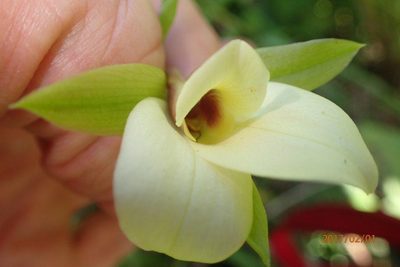 Eulophia parvilabris, photographed by Peter Warren