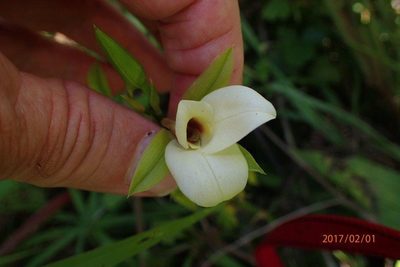 Eulophia parvilabris, photographed by Peter Warren