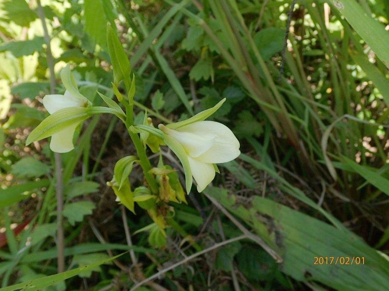 Eulophia parvilabris, photographed by Peter Warren