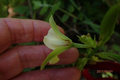 Eulophia parvilabris, photographed by Peter Warren