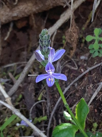 Carlowrightia hapalocarpa, photographed by Alejandro Gómez Maya
