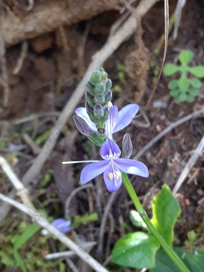Carlowrightia hapalocarpa, photographed by Alejandro Gómez Maya