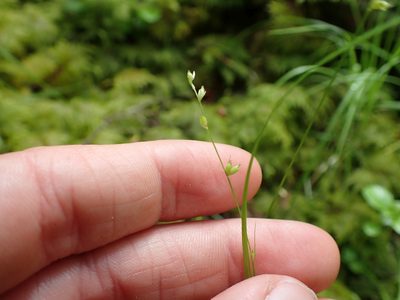 Carex disperma, photographed by Ellyne Geurts