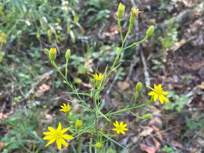 Pityopsis aspera, photographed by lejones417
