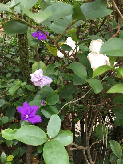 Brunfelsia uniflora, photographed by Magucination Guzmán