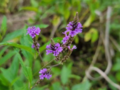 Verbena hastata, photographed by Elias
