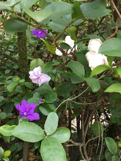 Brunfelsia uniflora, photographed by Magucination Guzmán