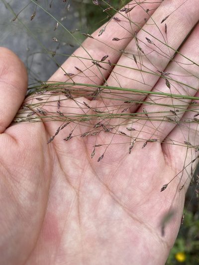 Eragrostis hirsuta, photographed by Zihao Wang