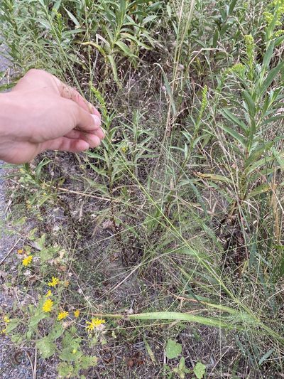 Eragrostis hirsuta, photographed by Zihao Wang