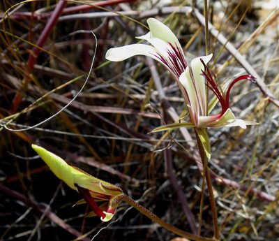 Pelargonium tetragonum, photographed by Di Turner