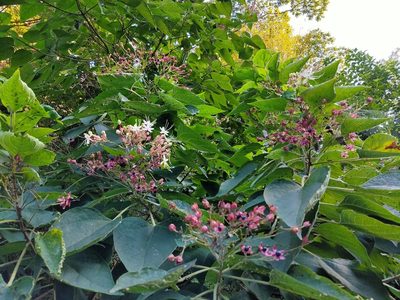 Clerodendrum trichotomum, photographed by Kosuke Onoda