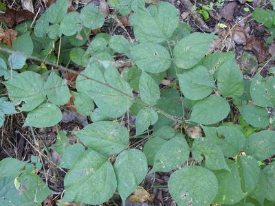 Hylodesmum glutinosum, photographed by saltyhiker