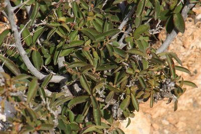 Diospyros scabrida, photographed by Tony Rebelo