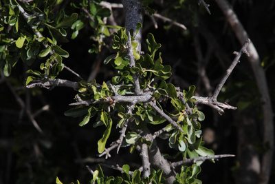 Searsia longispina, photographed by Tony Rebelo