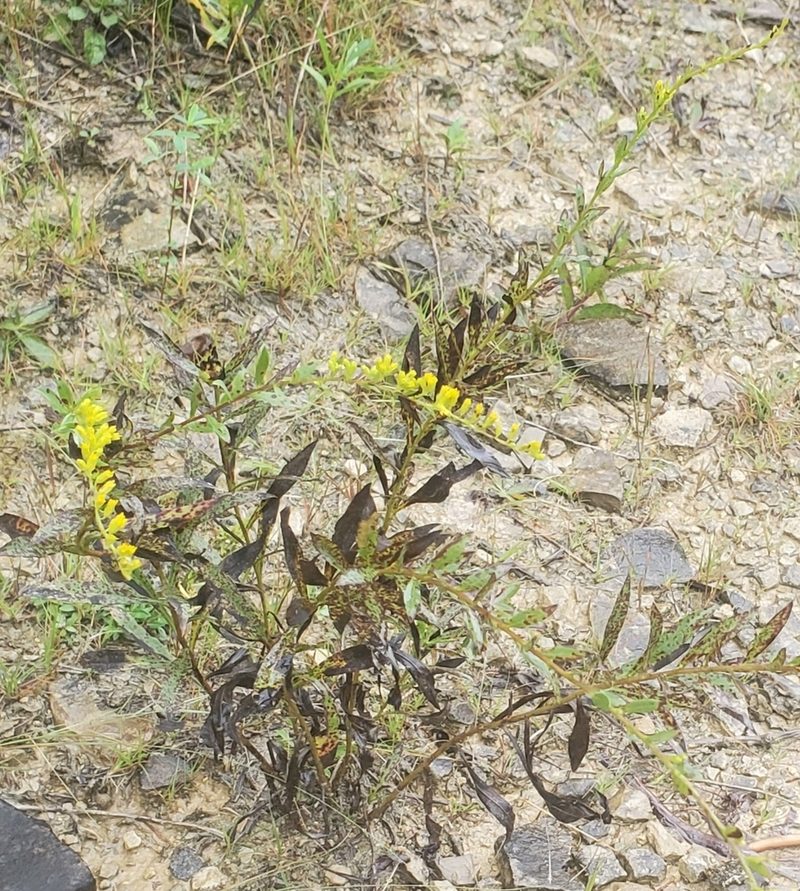 Solidago shortii, photographed by Terri Koontz