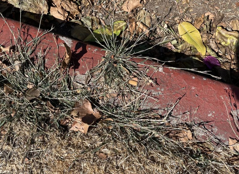Lactuca saligna, photographed by lazarus