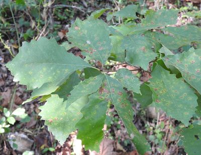 Quercus muehlenbergii, photographed by saltyhiker