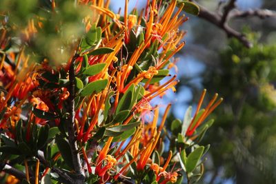 Moquiniella rubra, photographed by Tony Rebelo