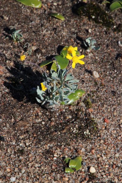 Othonna cacalioides, photographed by Tony Rebelo