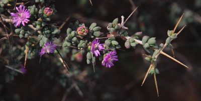 Ruschia cradockensis, photographed by Tony Rebelo