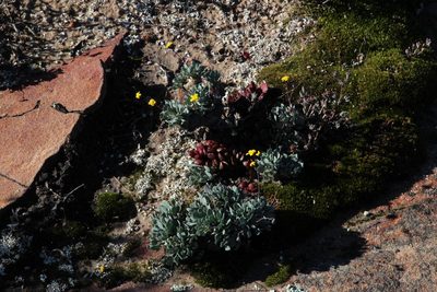 Othonna cacalioides, photographed by Tony Rebelo