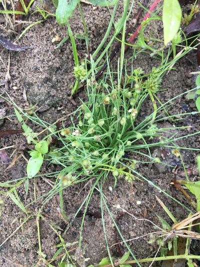 Cyperus subsquarrosus, photographed by Bonnie Isaac