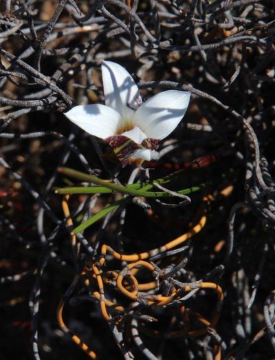 Romulea toximontana, photographed by Tony Rebelo
